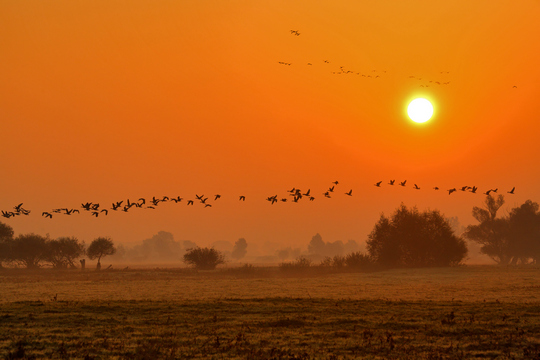 Przelatujące ptaki na tle zachodzącego słońca w Parku Narodowym "Ujście Warty"
