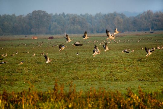 Ptaki przelatujące nad łąką w Parku Narodowym "Ujście Warty"