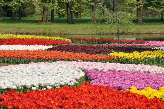 Kolorowe "morze" tulipanów w Ogrodzie Botanicznym w Łodzi