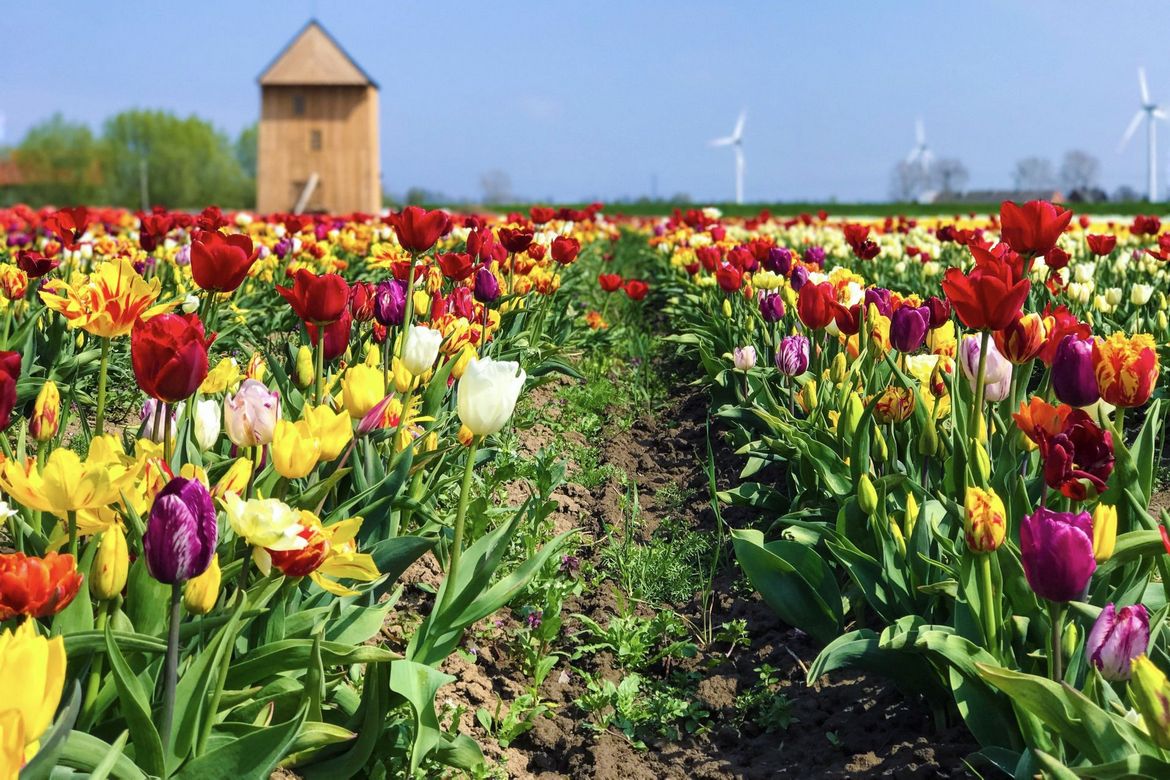 Pole tulipanów w Gdańsku Sobieszewie