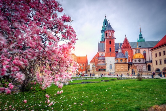 Wawel w Krakowie - wiosenny widoczek - na pierwszym planie kwitnące drzewo i zielona trawa