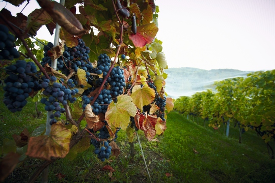 Kiść winogron na tle winnicy w regionie tarnowskim