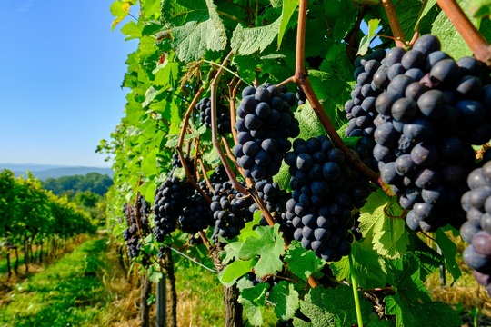 kiść dojrzałych winogron w polskiej winnicy